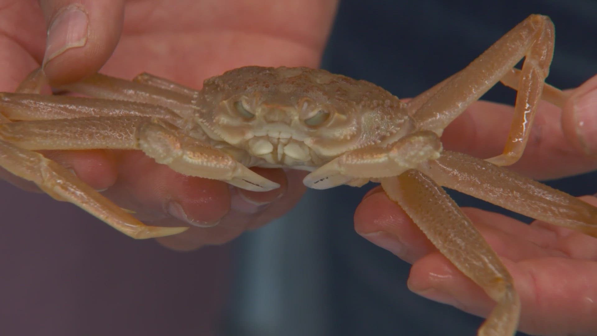 Alaska fishermen are feeling the pinch after Bering Sea snow crab season was canceled for the second year in a row.