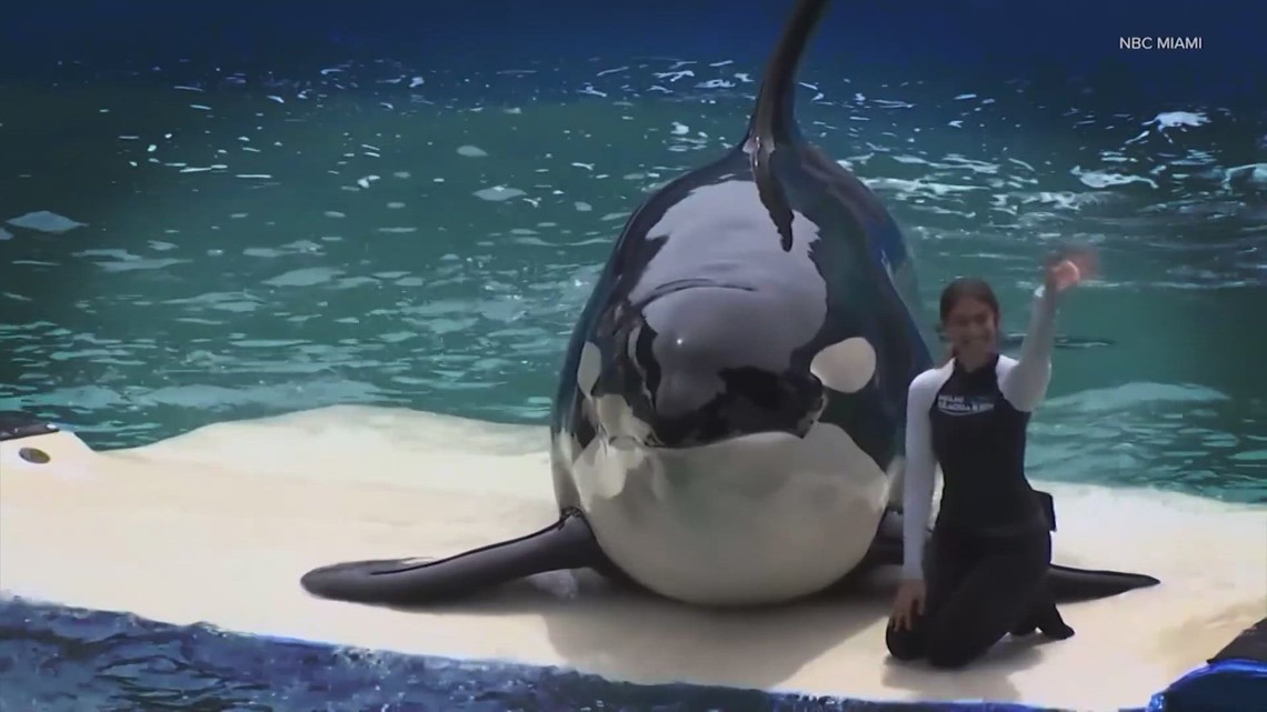 Bringing Tokitae home: How to release a long-captive orca? - Vimarsana News