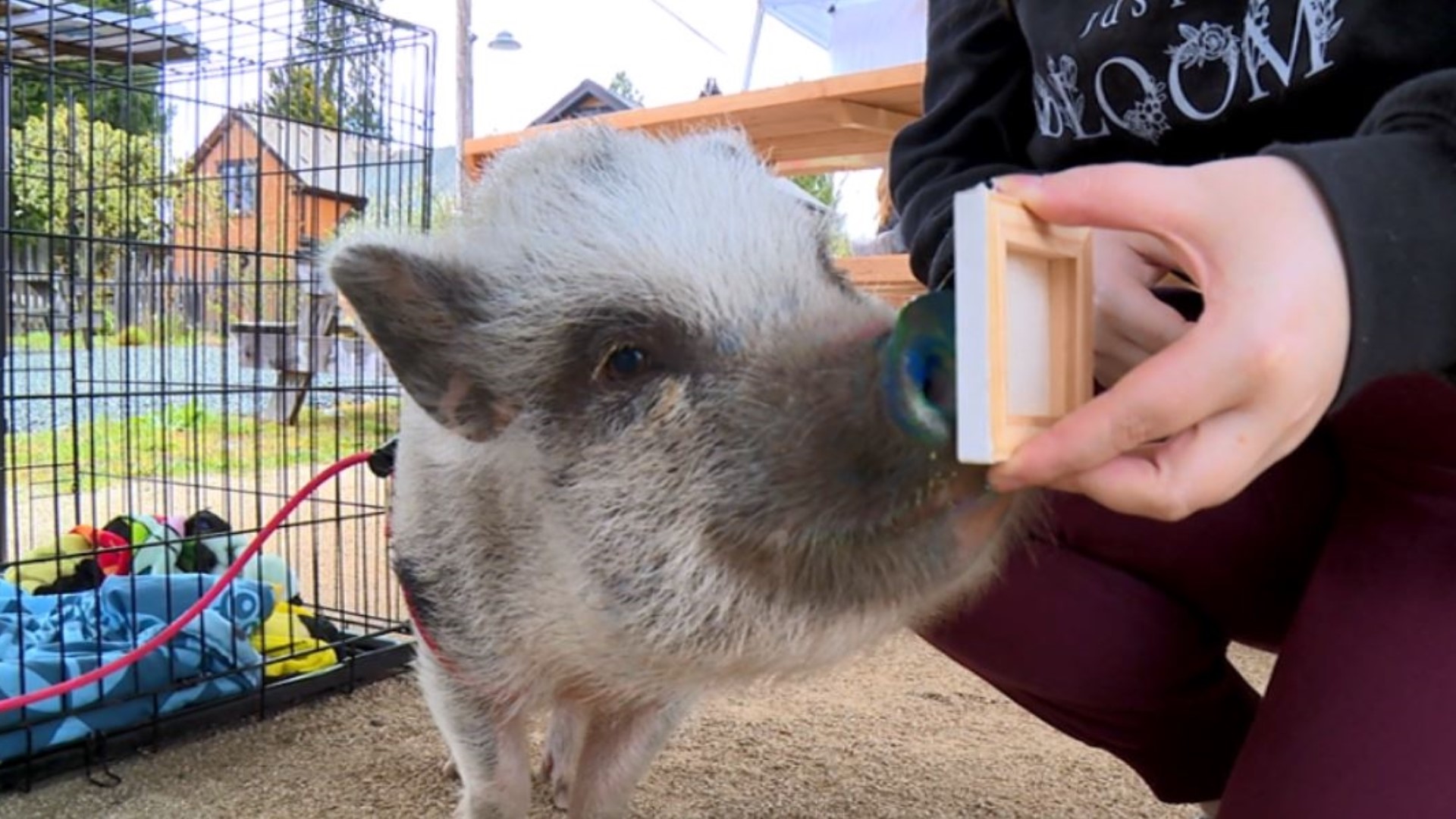 Almost everyone wants a little "mouse-terpiece" from Mouse the Painting Pig. #k5evening