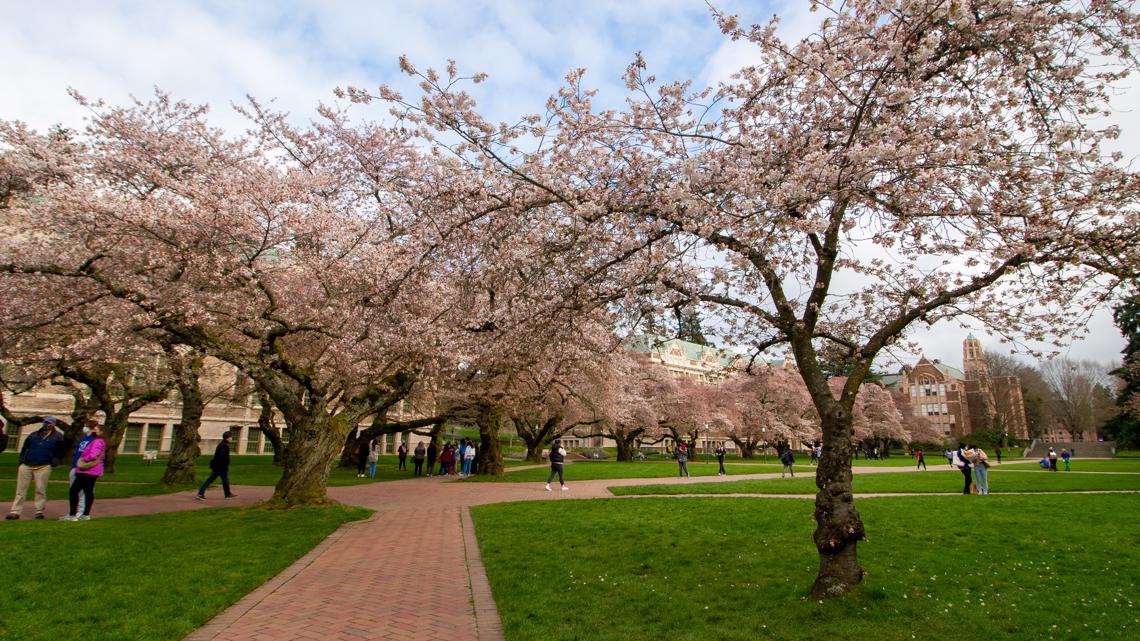 What to know before visiting UW's cherry blossoms in the Quad - Vimarsana News