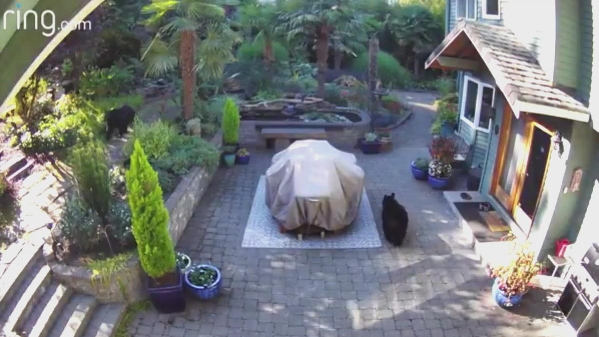 Three black bears were caught snooping around a Woodinville backyard Sunday.