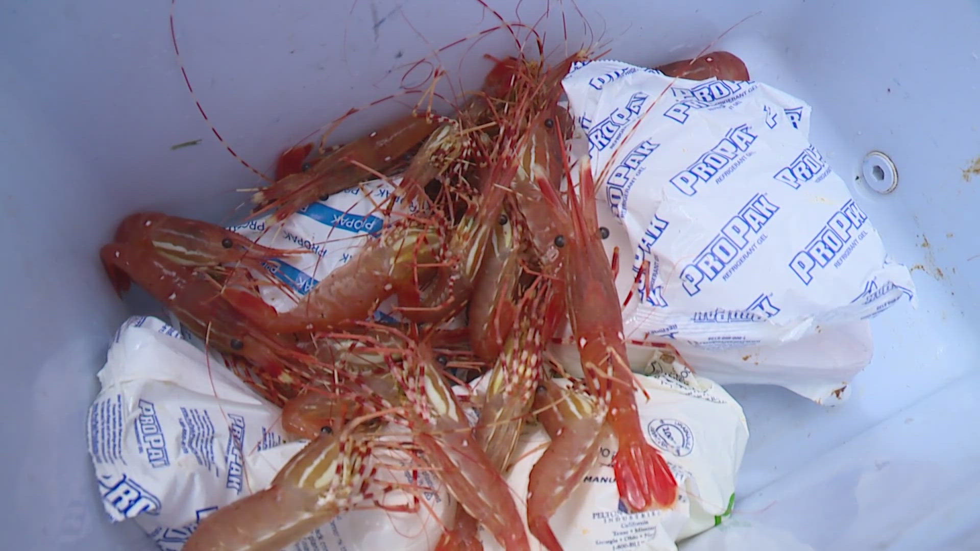 Shrimp season in some parts of the Puget Sound might over as soon as they began. 