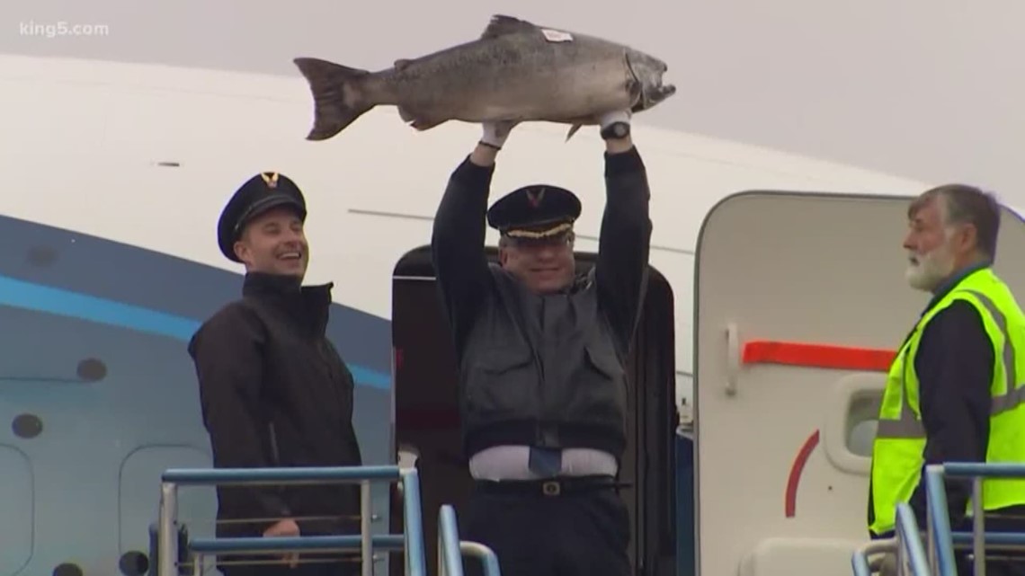 Season's first Copper River salmon arrives in Seattle Friday, Spokane