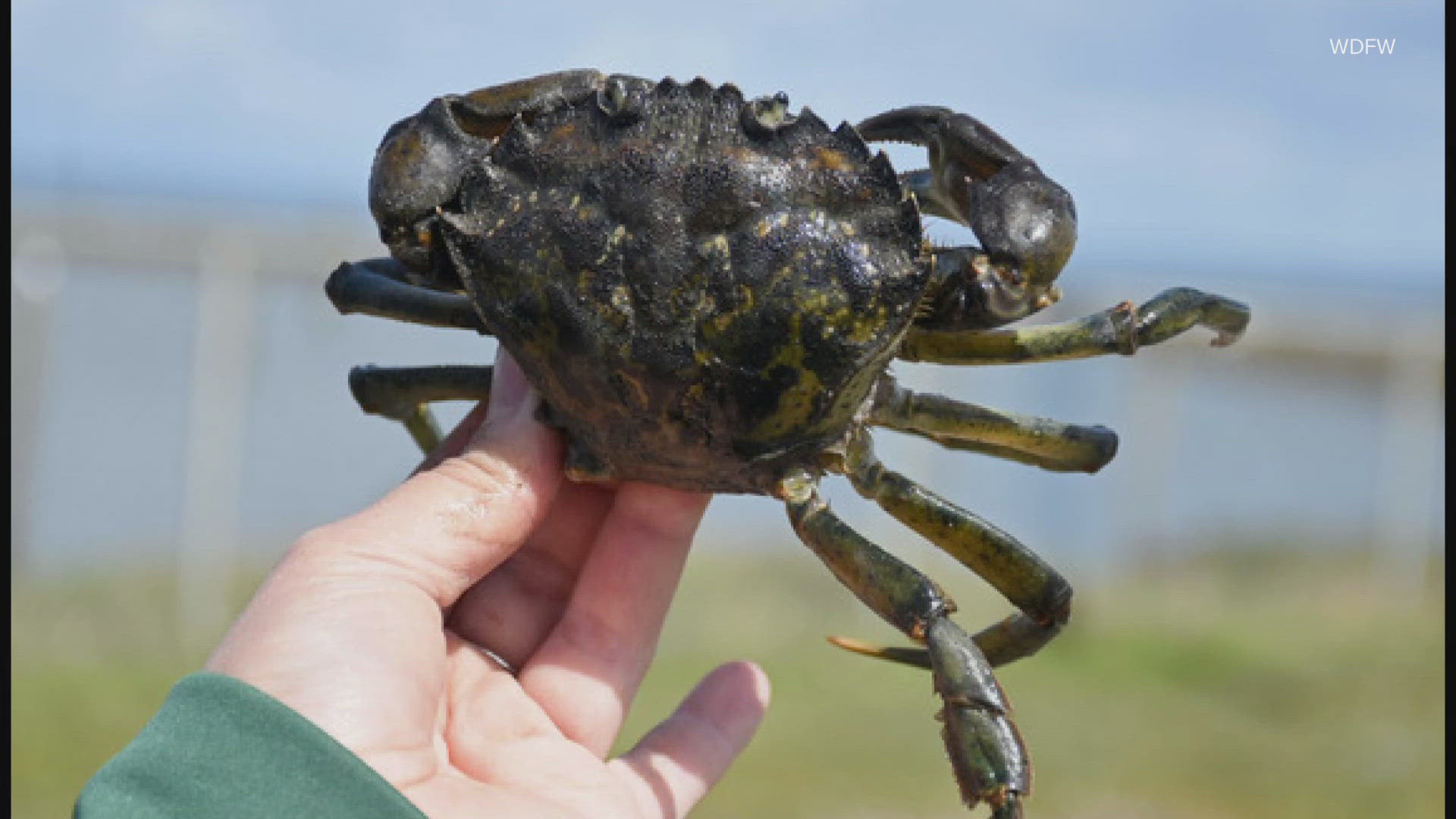 European green crabs were found near the port of La Push. Crews with the Washington Department of Fish and Wildlife removed 33 invasive crabs in August.