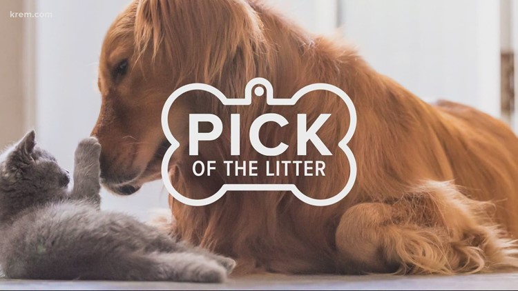 Meet this week's Picks of the Litter, Heidi and Gemzie!