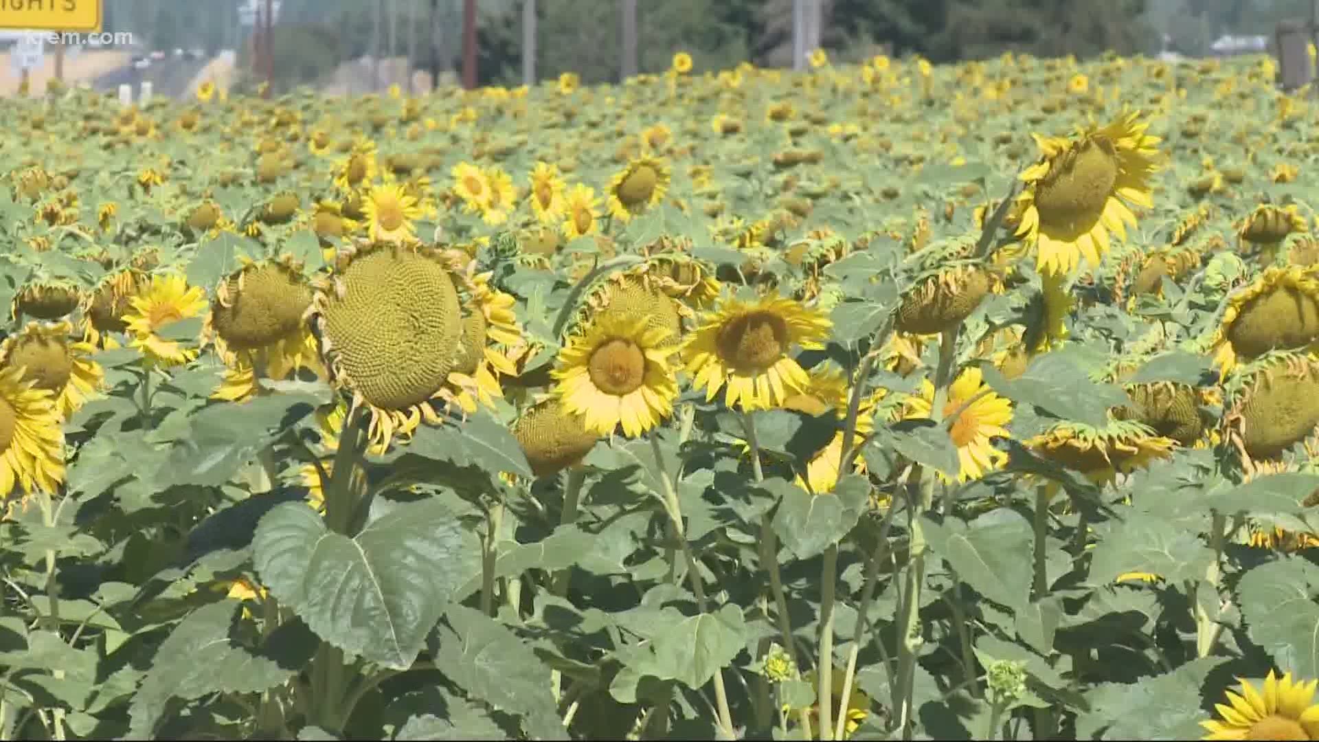 Every year, farmers deal with people ignoring no trespassing signs and destroying sunflowers. Now, some spend hours patrolling their fields.