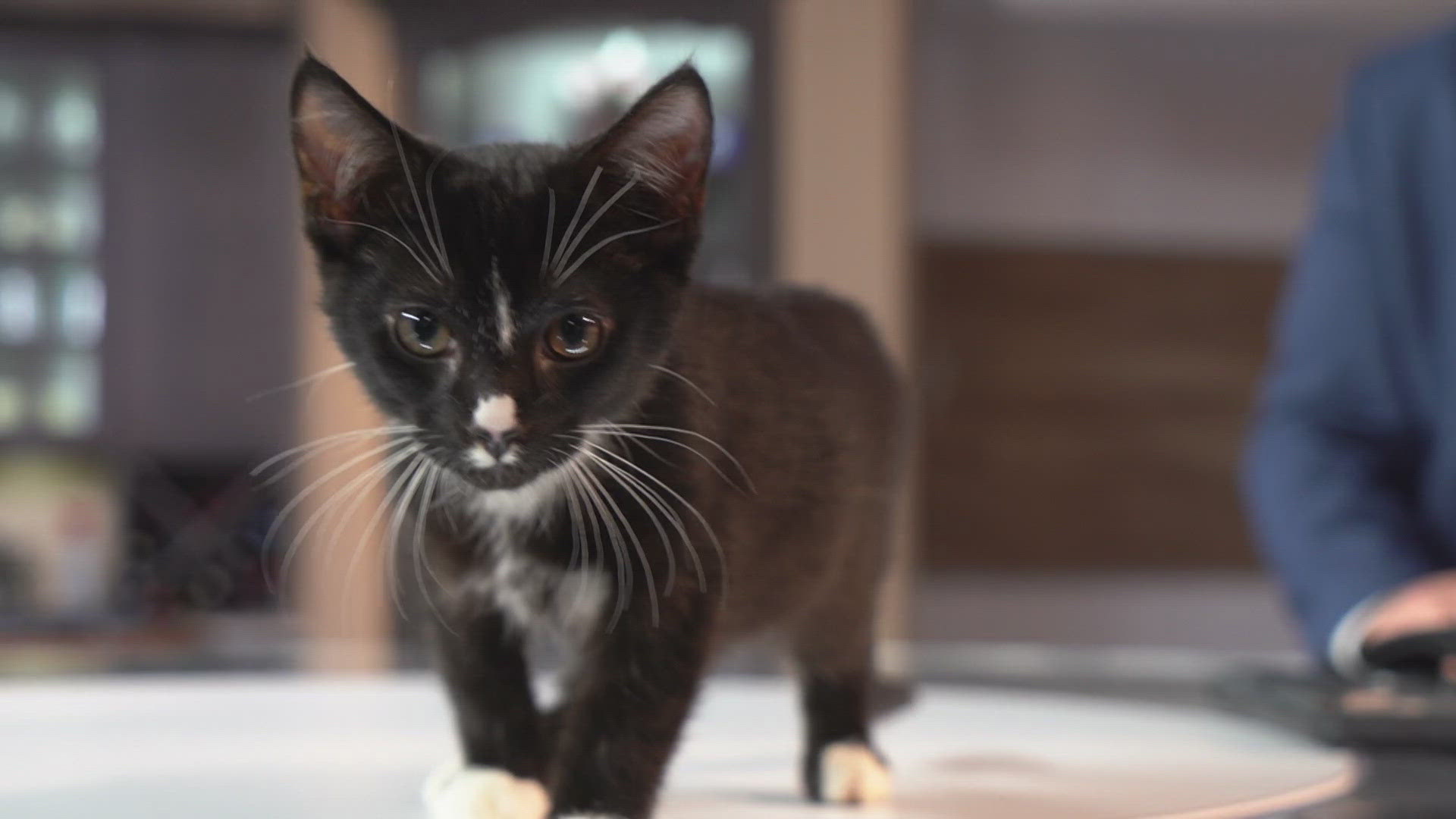 Tuxedo is a 2-month-old tuxedo cat. He is super sweet and loves being snuggled! He is available for adoption at Petsmart South.