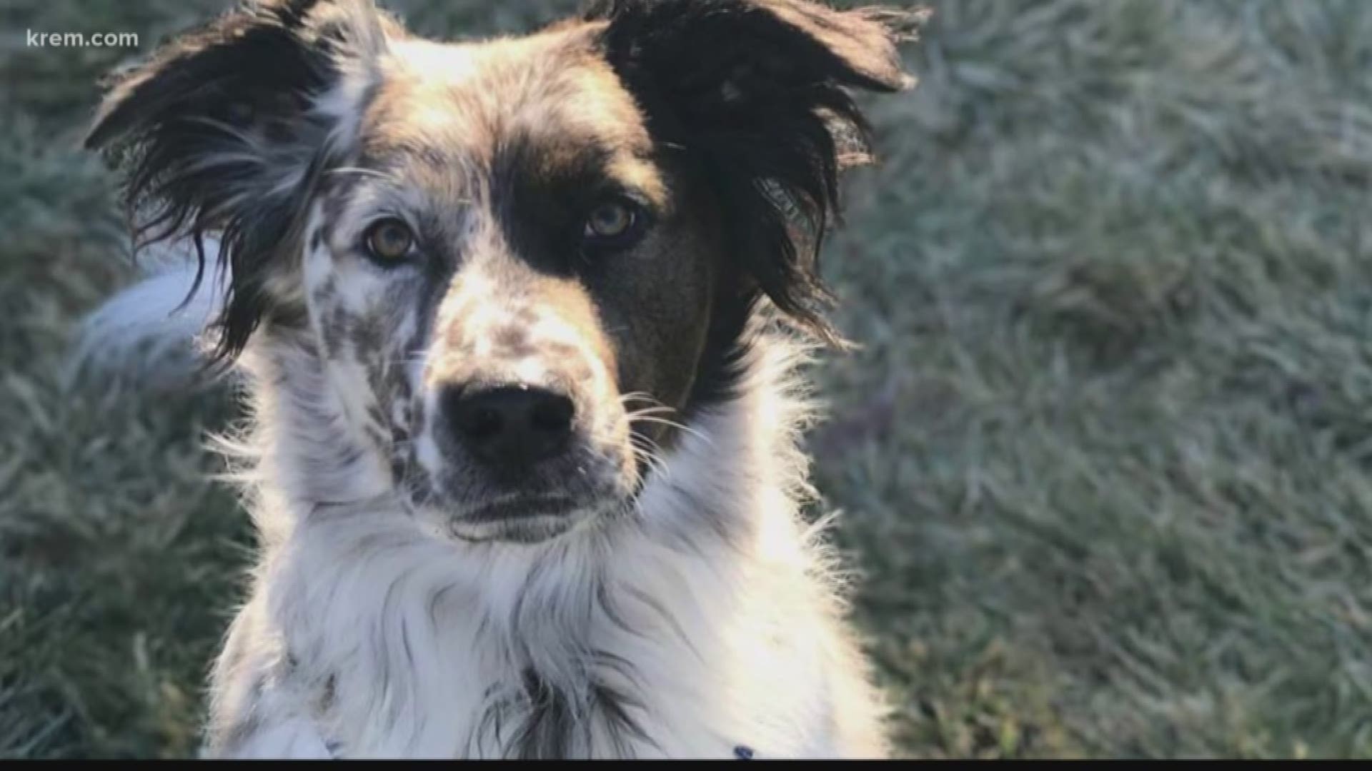 A Spokane man's dog was likely killed by electrocution due to a break in the insulation of a 45-year-old heated sidewalk system, an investigation found.