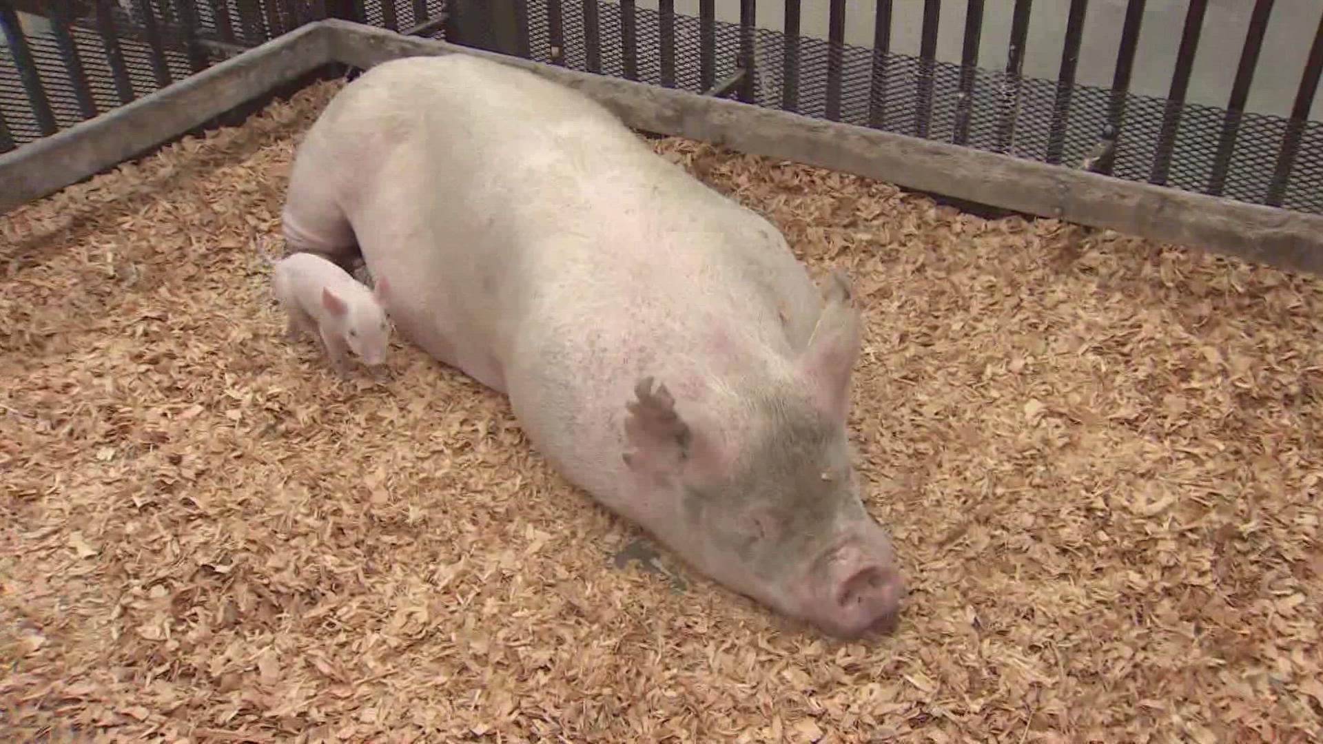 Supreme Court to hear California pork law case krem com