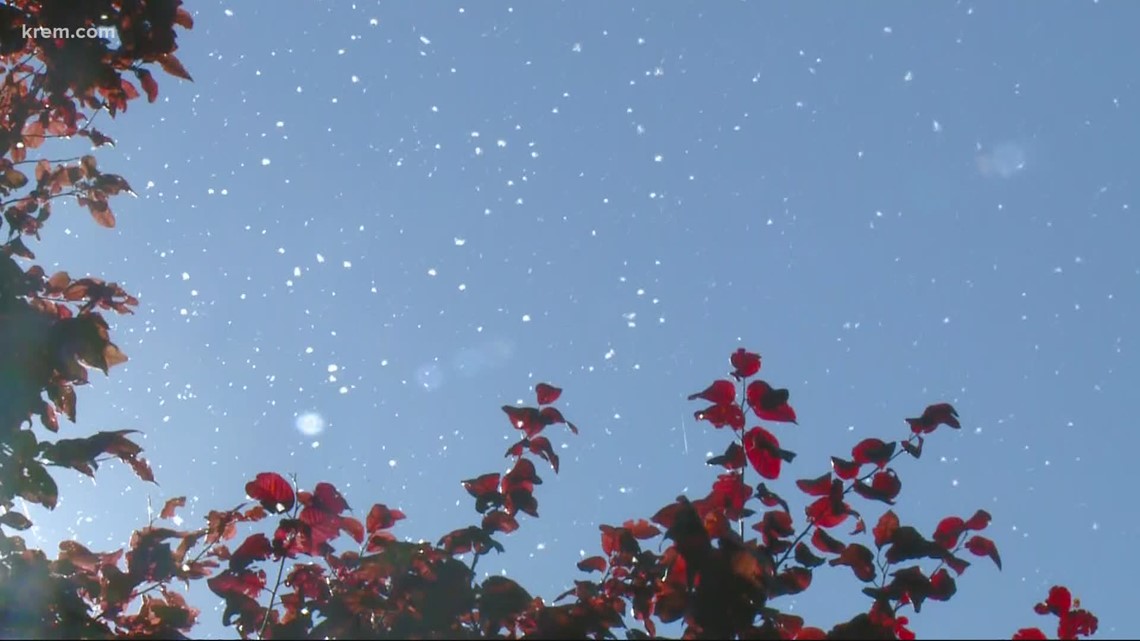 what-are-the-tiny-white-bugs-swarming-around-spokane-in-the-fall
