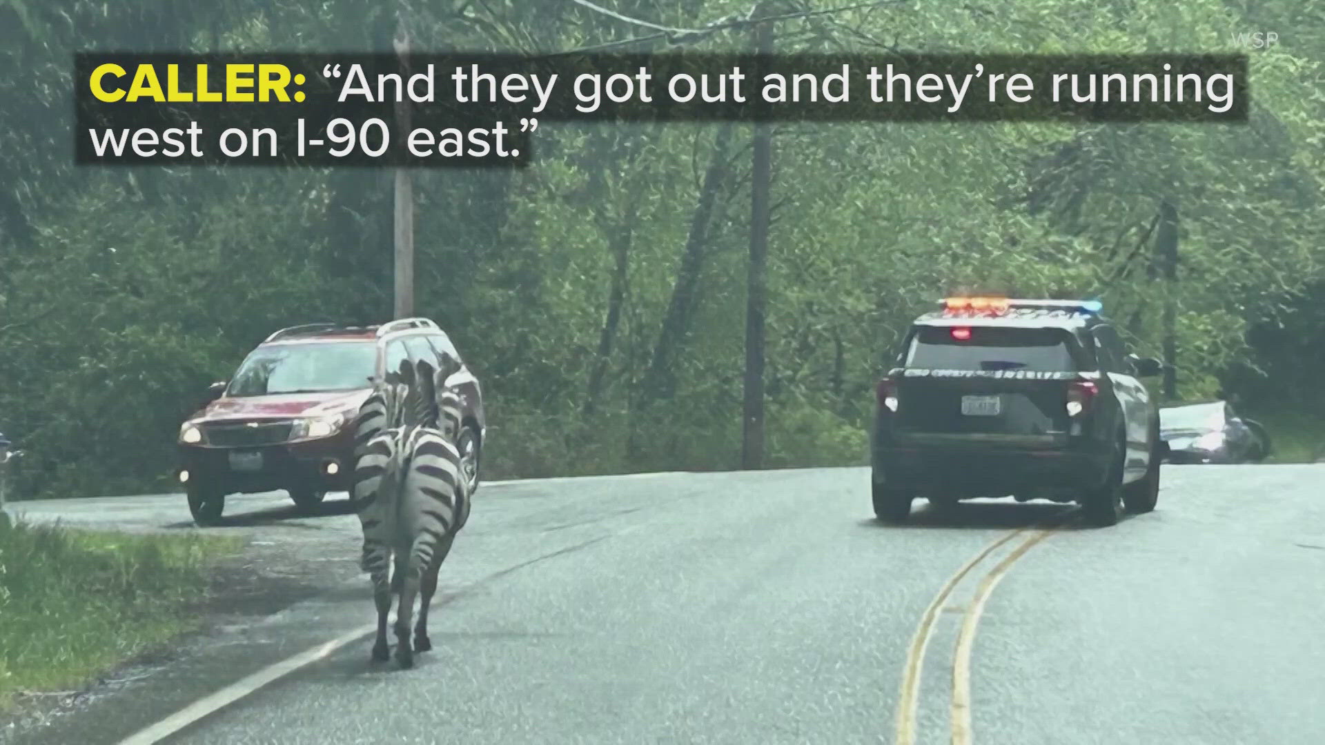 911 calls show confusion during Zebra escape | krem.com