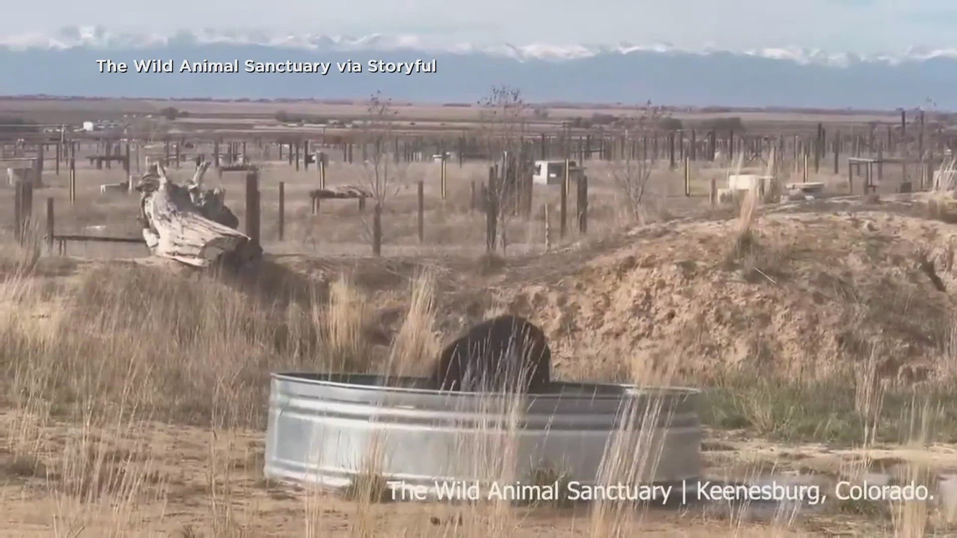 A black bear got his first taste of freedom after 30 years stuck in a small cage in Colorado.