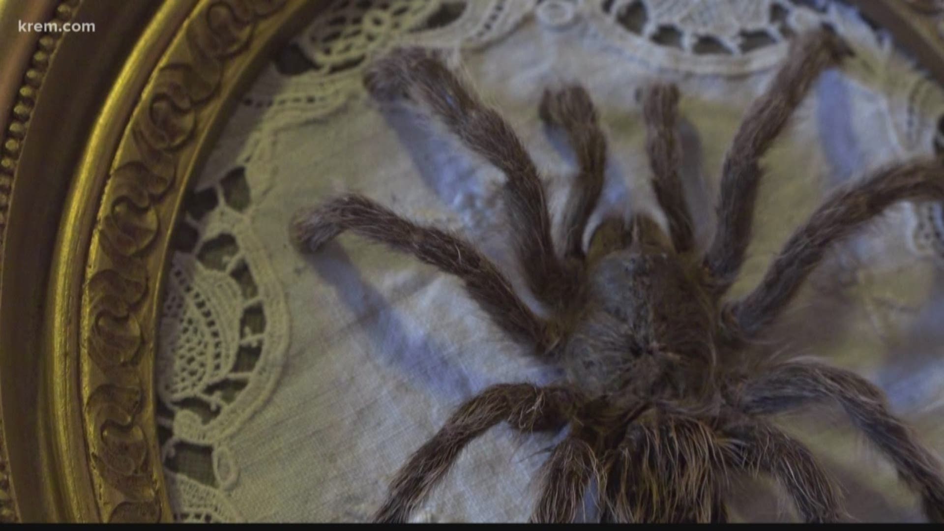 Carly Haney has framed more than 100 spiders in five years. They come from all over the world.