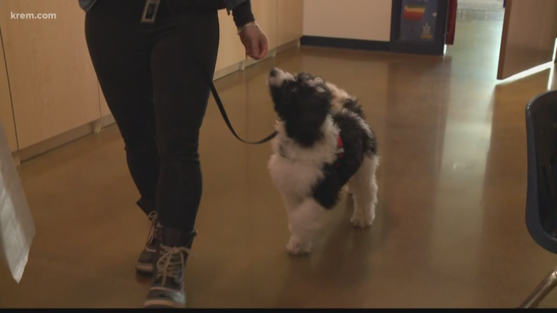 His name is Blue and he’s a 13-week-old Bernedoodle. He walks the halls of Winton Elementary with his human, Erin Duncan.