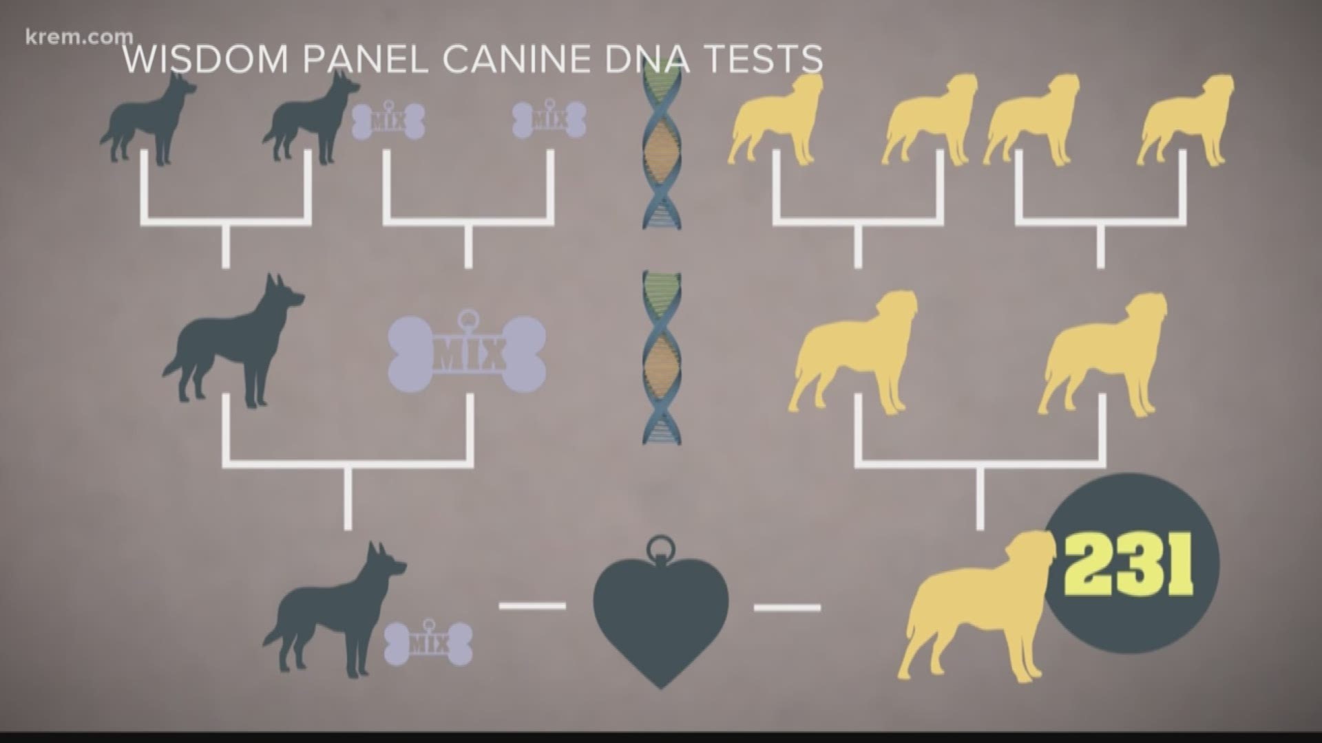 Doggy DNA tests can pinpoint the breed of your dog (5-23-18)