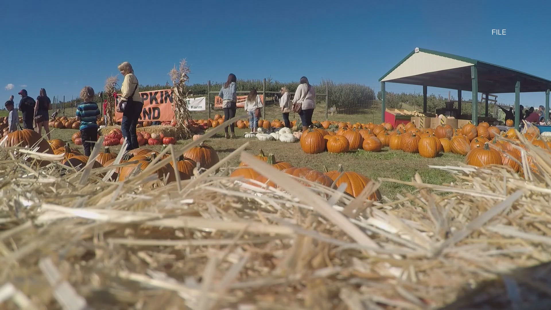 Beck's Harvest House begins hosting the Fall Harvest Festival this weekend.