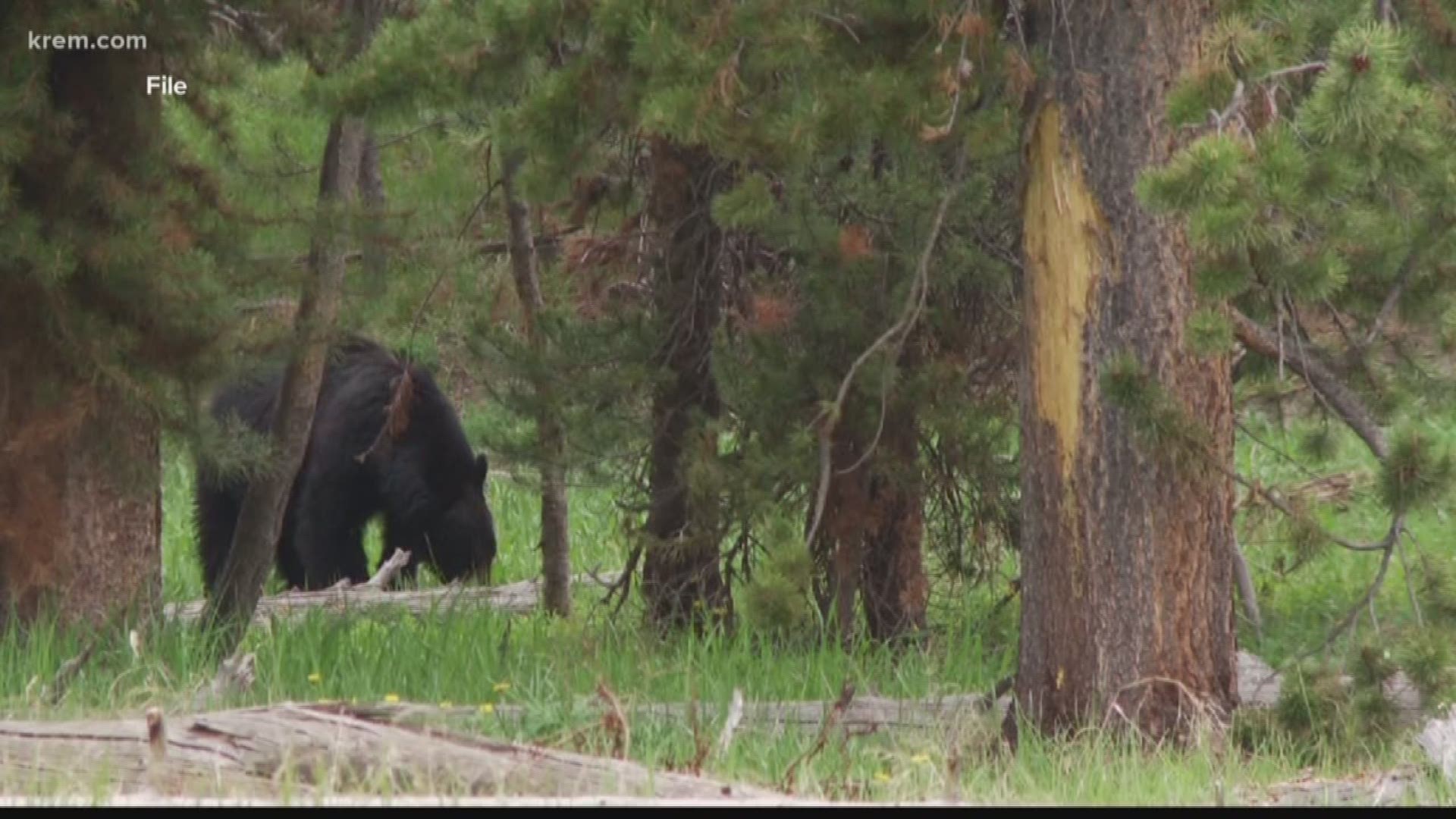 The bears were spotted at Iller Creek within Dishman Hills Conservation Area, according to Spokane County Parks and Recreation.