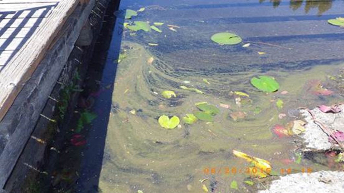 How to identify dangerous algae blooms