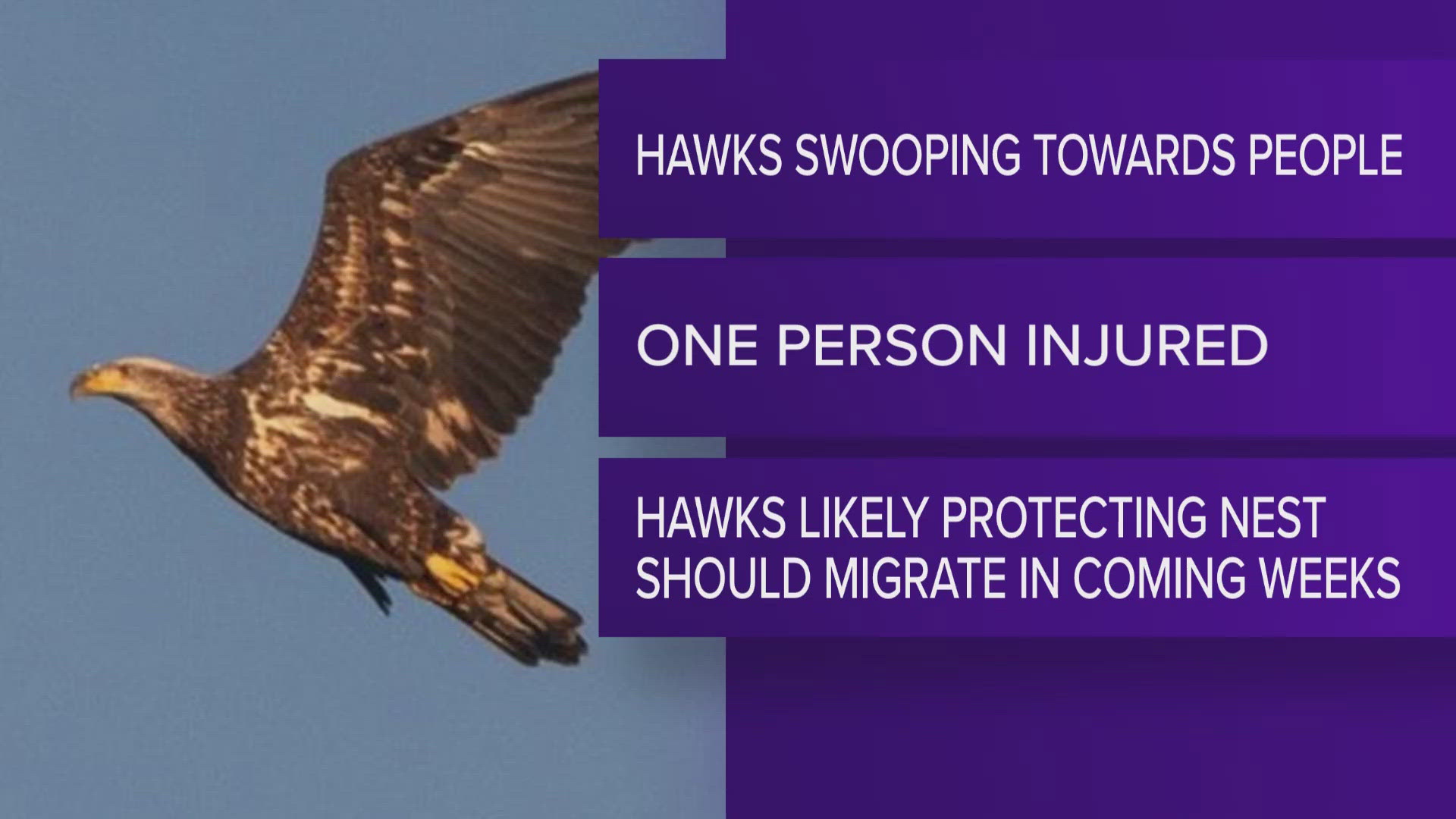 Pullman Police Department reports hawks are aggressively swooping low on pedestrians on Bishop Boulevard near Footloose Drive and Fancy Free Drive.