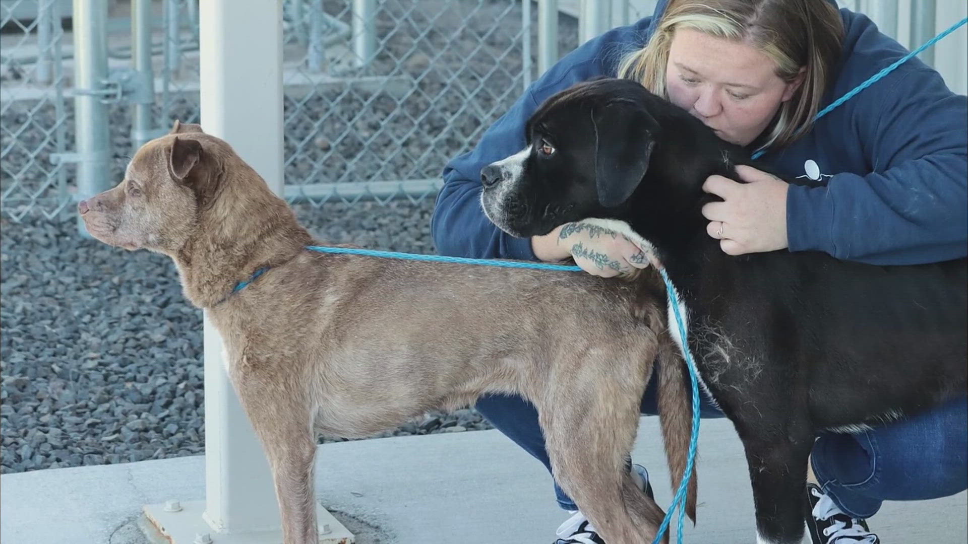 A woman in Coeur d'Alene is facing criminal charges after allegedly leaving her dogs in her home with no food or water for a month.