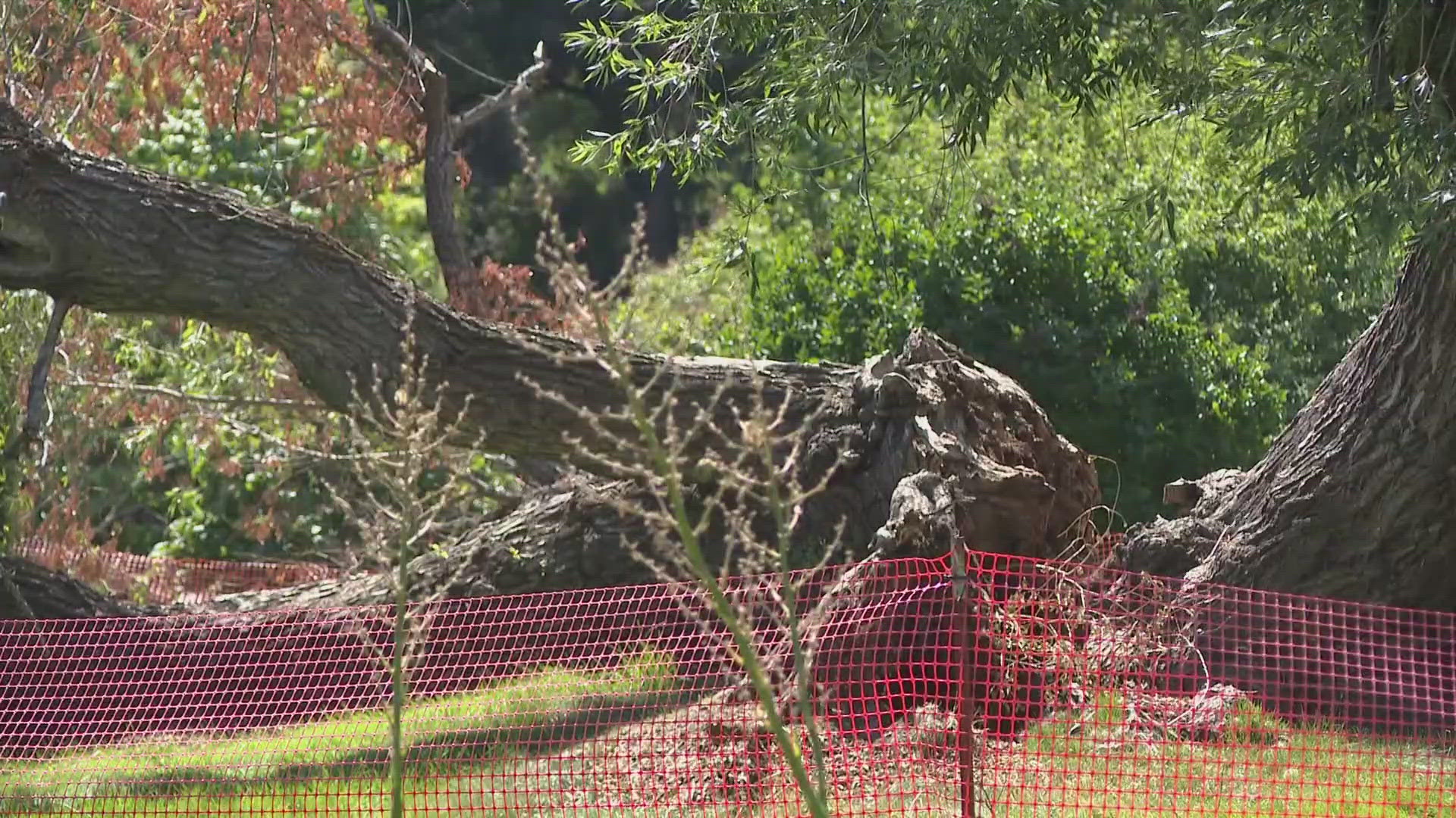 The City of Spokane Parks & Recreation will do a survey this week about removing the tree, after it cracked earlier this year.