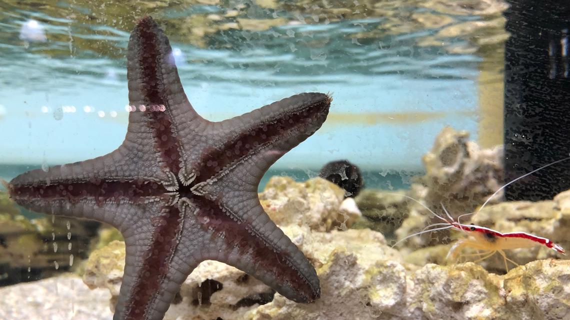 Blue Zoo interactive aquarium opens Thursday at Northtown Mall | krem.com