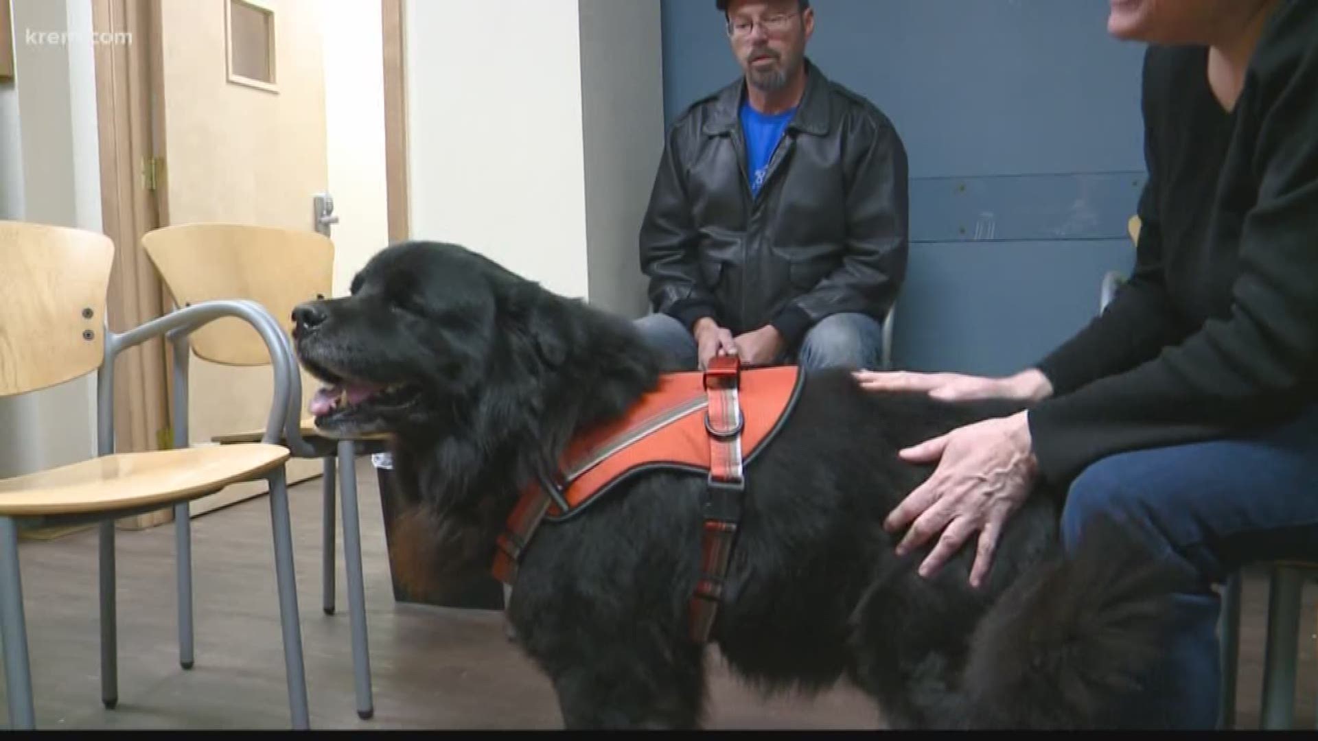 Rocky is a 7-8-year-old neutered Chow-Chow/Newfoundland mix. SNAP staff said he's patient and gentle.