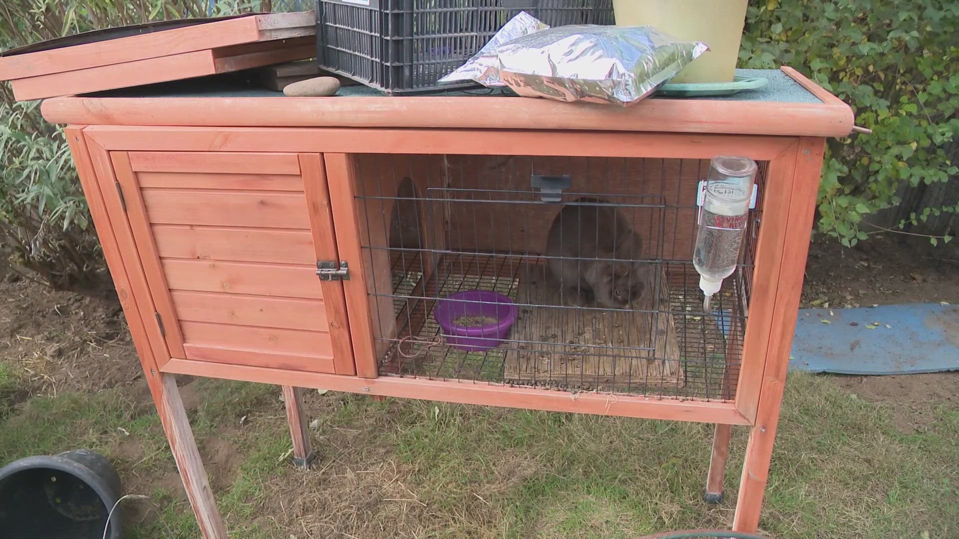 An Oregon woman was arrested after she was caught on surveillance footage allegedly stealing 20 pet rabbits.