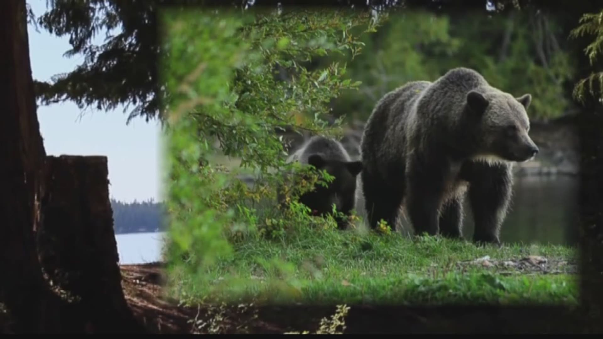 KREM 2's Ryan Simms reports from Priest Lake, Idaho after a second bear attack this summer, this time with an animal swiping at a jogger. (8-1-17)