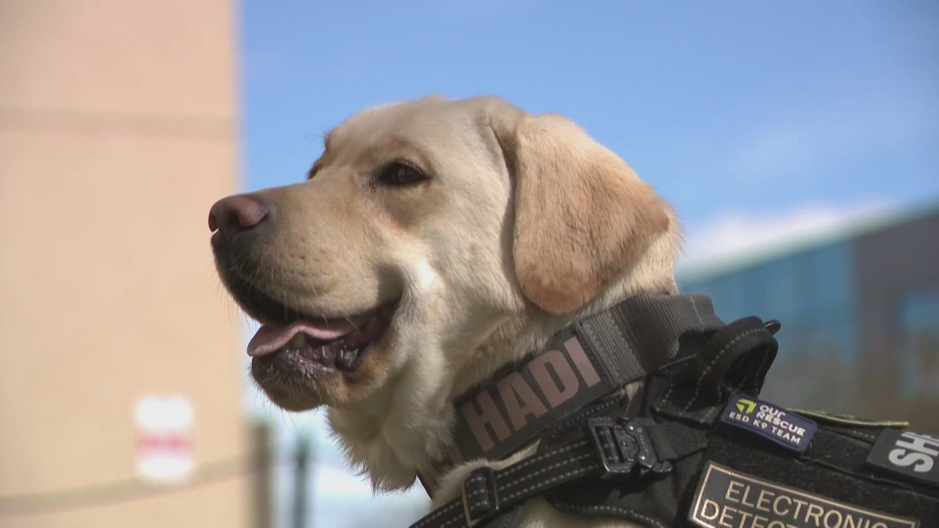 K9 Hadi is trained to sniff out hard drives and will be part of the Internet Crimes Against Children Task Force. 
