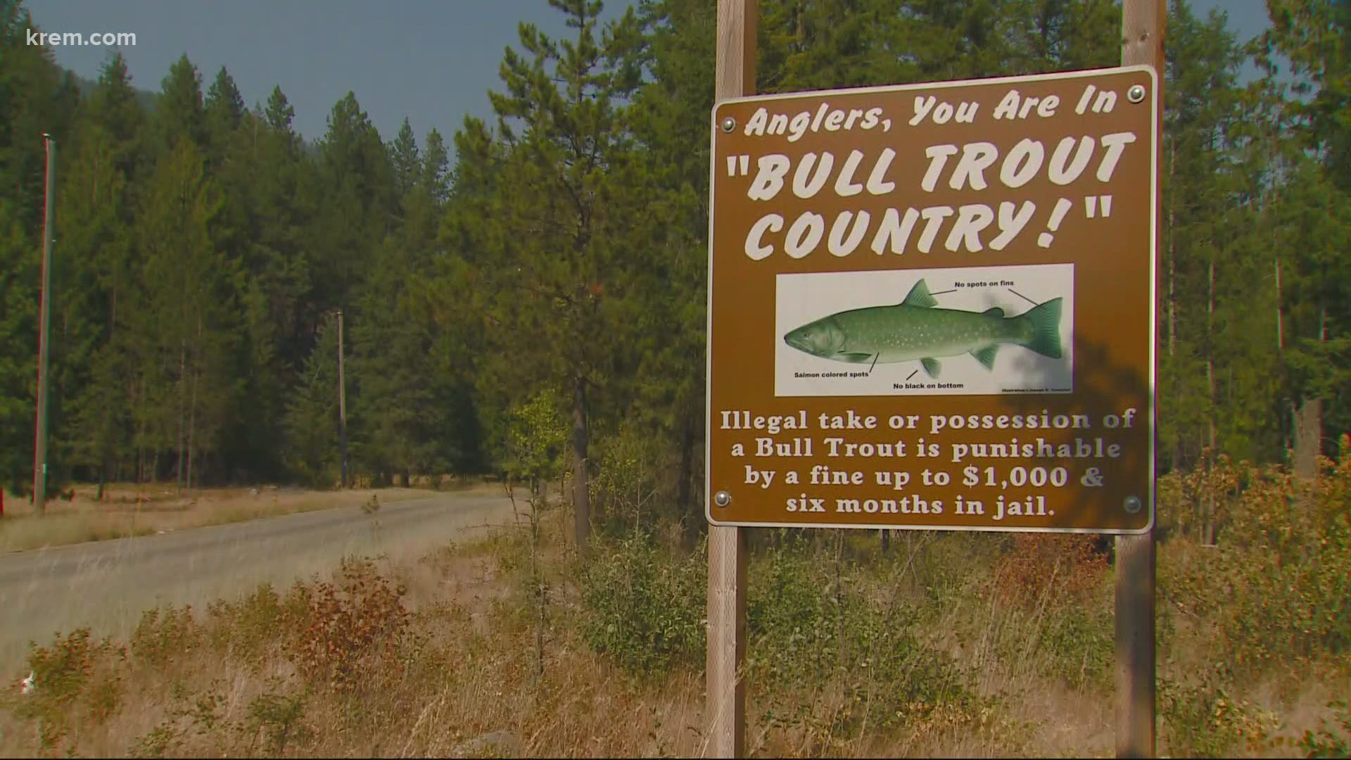 The Bull Trout is an endangered species of Char that calls Trestle Creek home, but the danger doesn't only come from the flames.