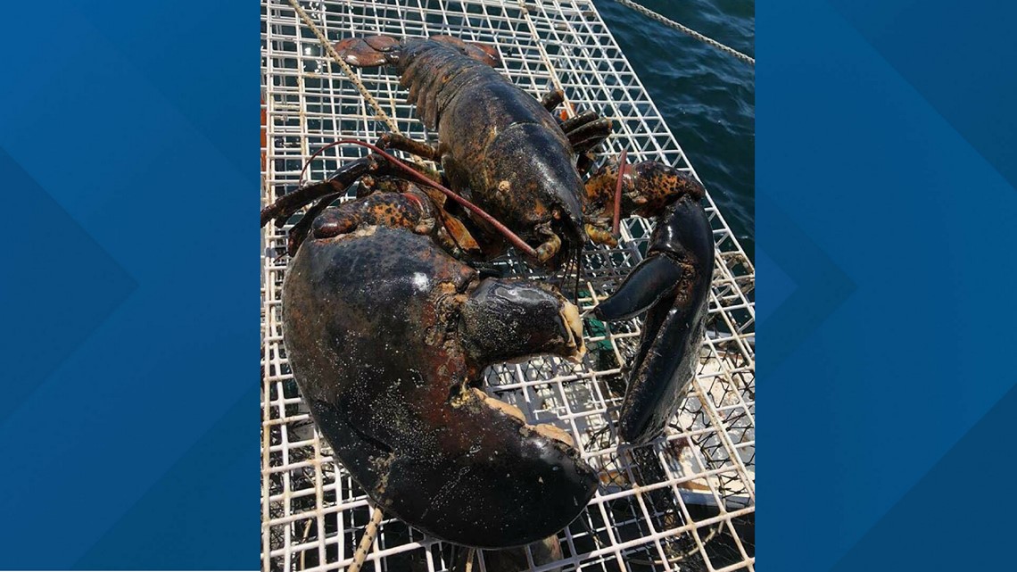Twenty-five pound, 100 year old lobster caught off Maine coast | krem.com