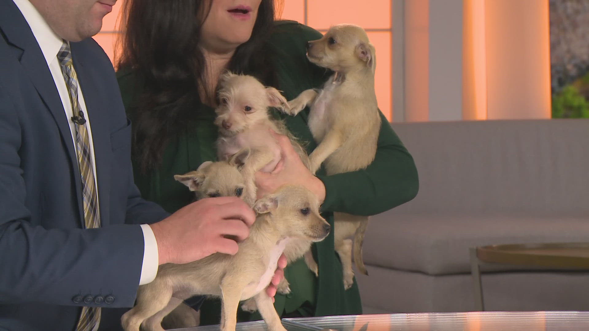 The two-month-old Chihuahua Terrier mixes were very small and even more adorable!