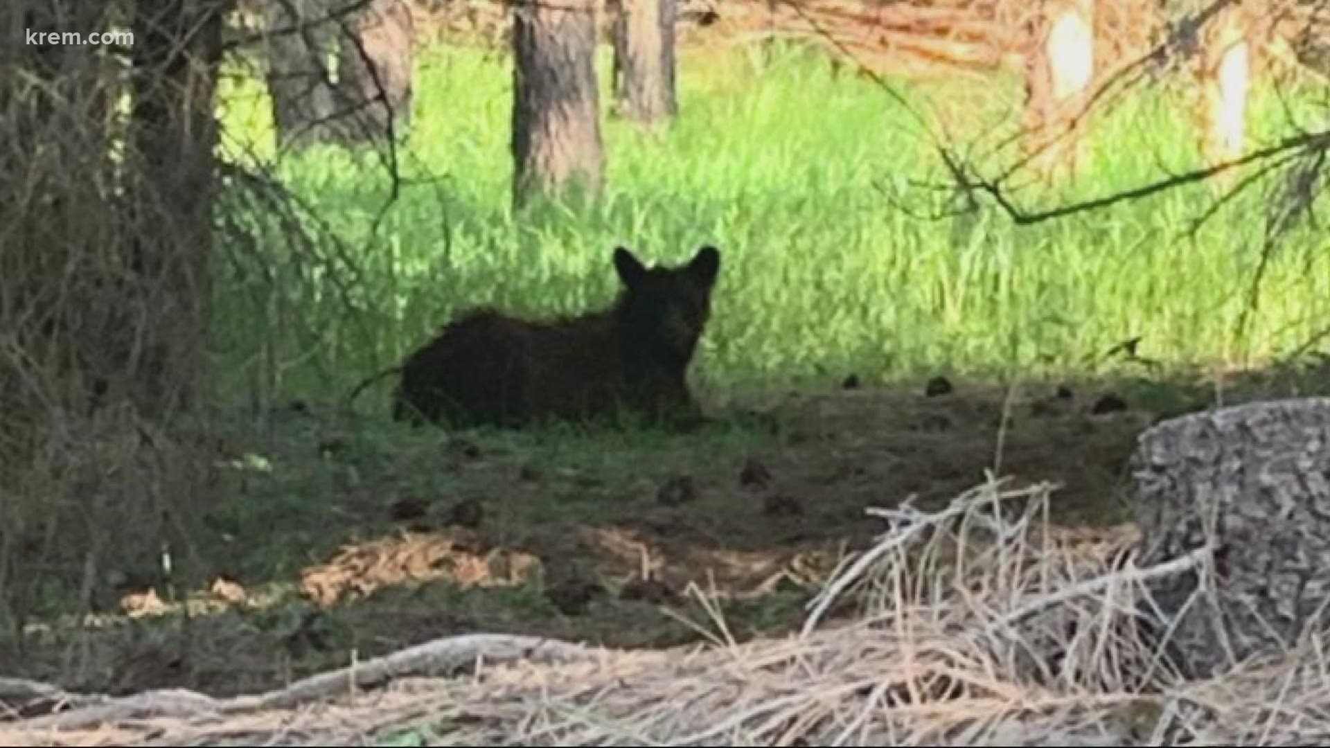 A bear has been seen in Spokane Valley three times this week. Experts share their advice for what to do in a bear encounter.