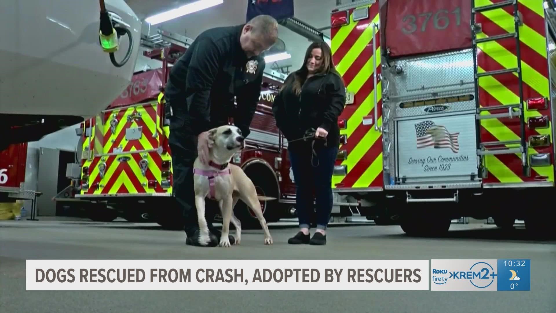 Miraculously, 53 dogs and three people survived. Three firefighters in the rescue effort ended up taking a dog of their own.