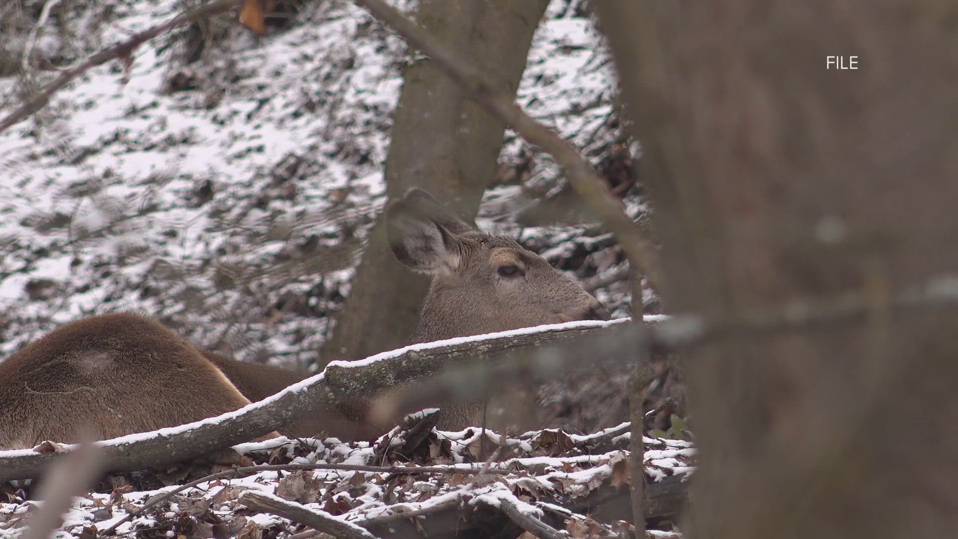 The disease was first found in a dead deer in February.