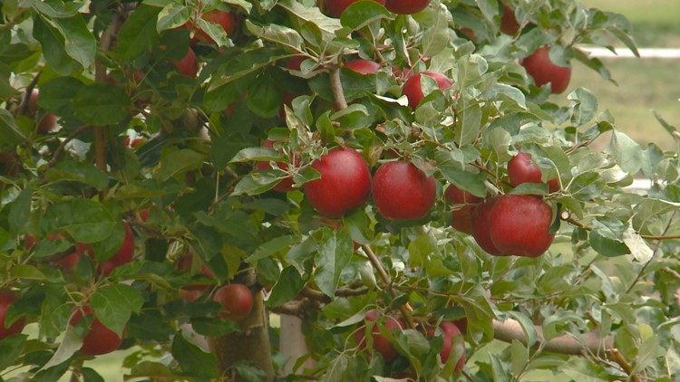 WSU's Cosmic Crisp® joins top 10 bestselling U.S. apple varieties, WSU  Insider