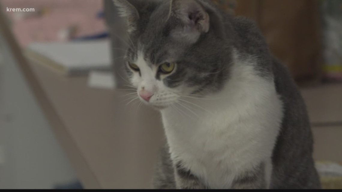 Spokanimal's Dorothy Clark Animal Clinic reopens to the public | krem.com