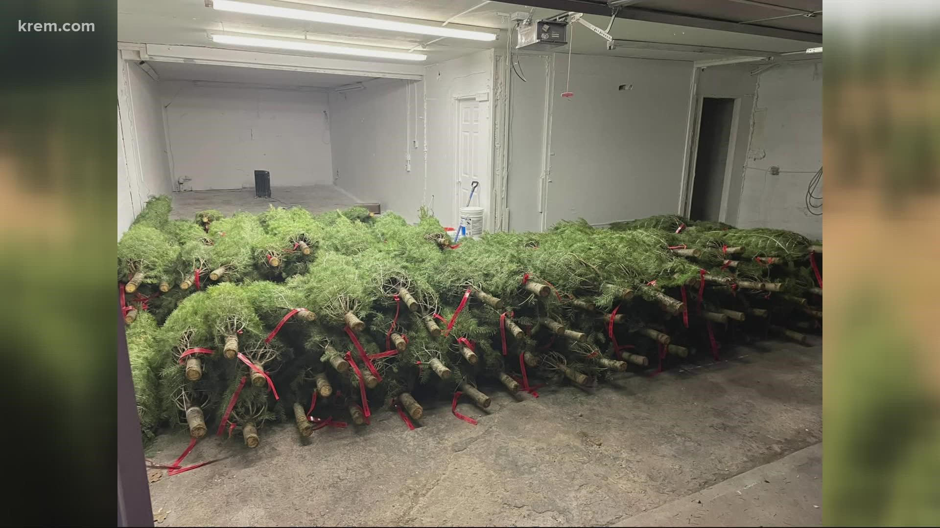 A tree farm in Oregon provided Spokane Quaranteam with 300 Christmas trees to donate to families in Spokane.