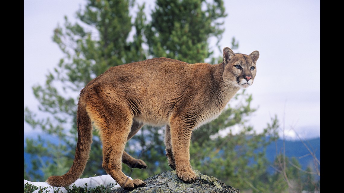 Mountain lion and cub spotted in Post Falls  krem.com