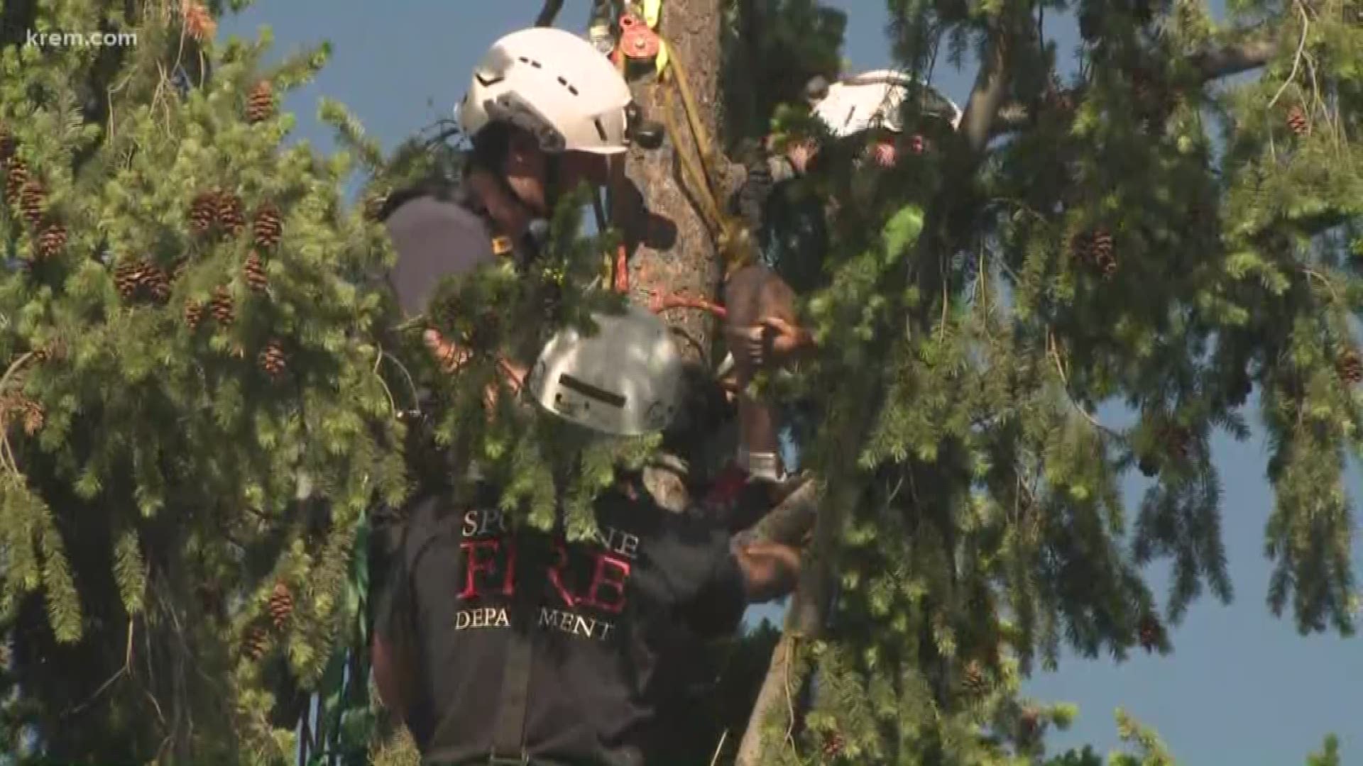 Crews on scene said the boy had been stuck about 55 feet up an 80-foot tree since about 5:30 p.m.