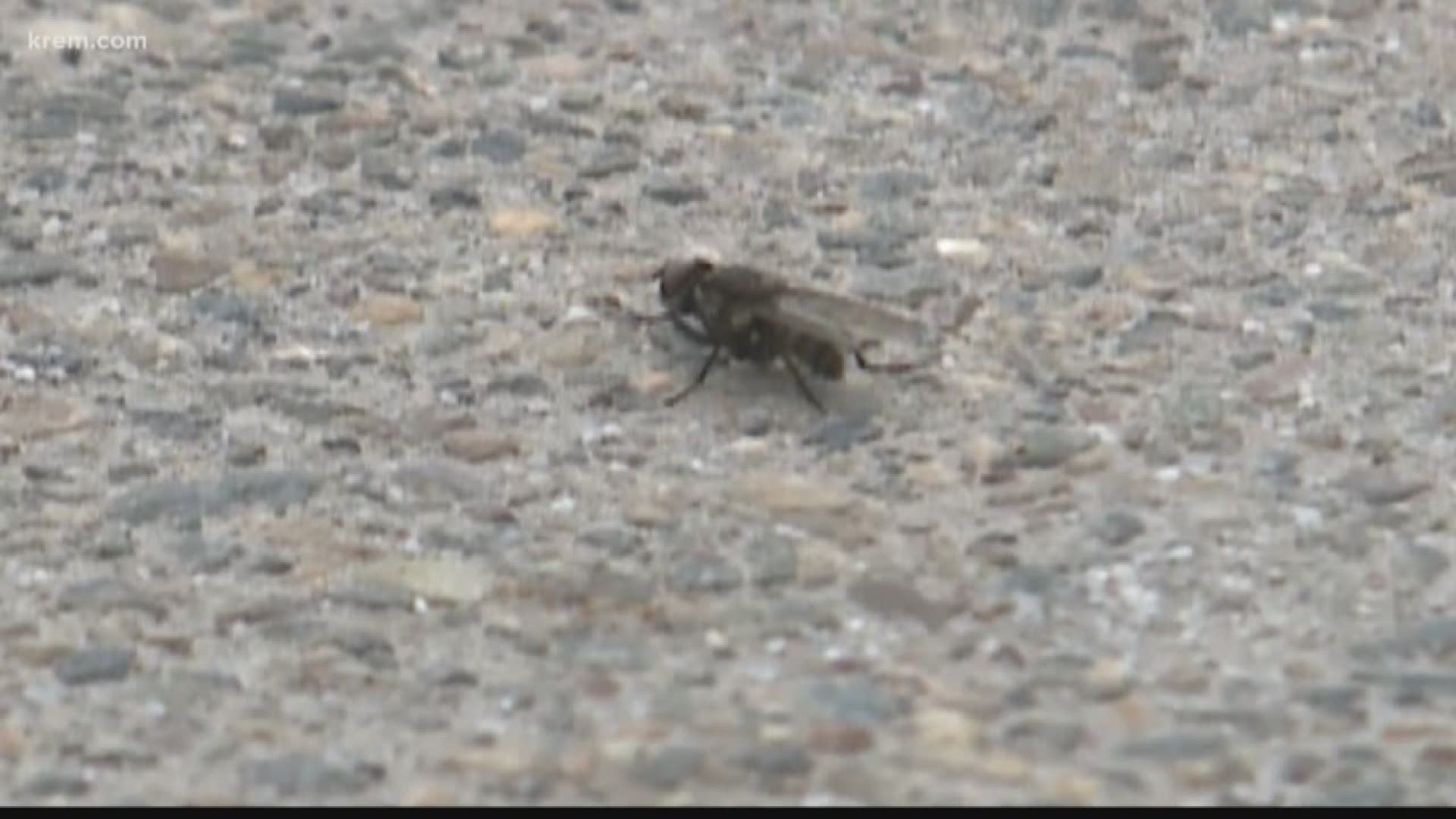 Black flies are often found near running rivers and streams.