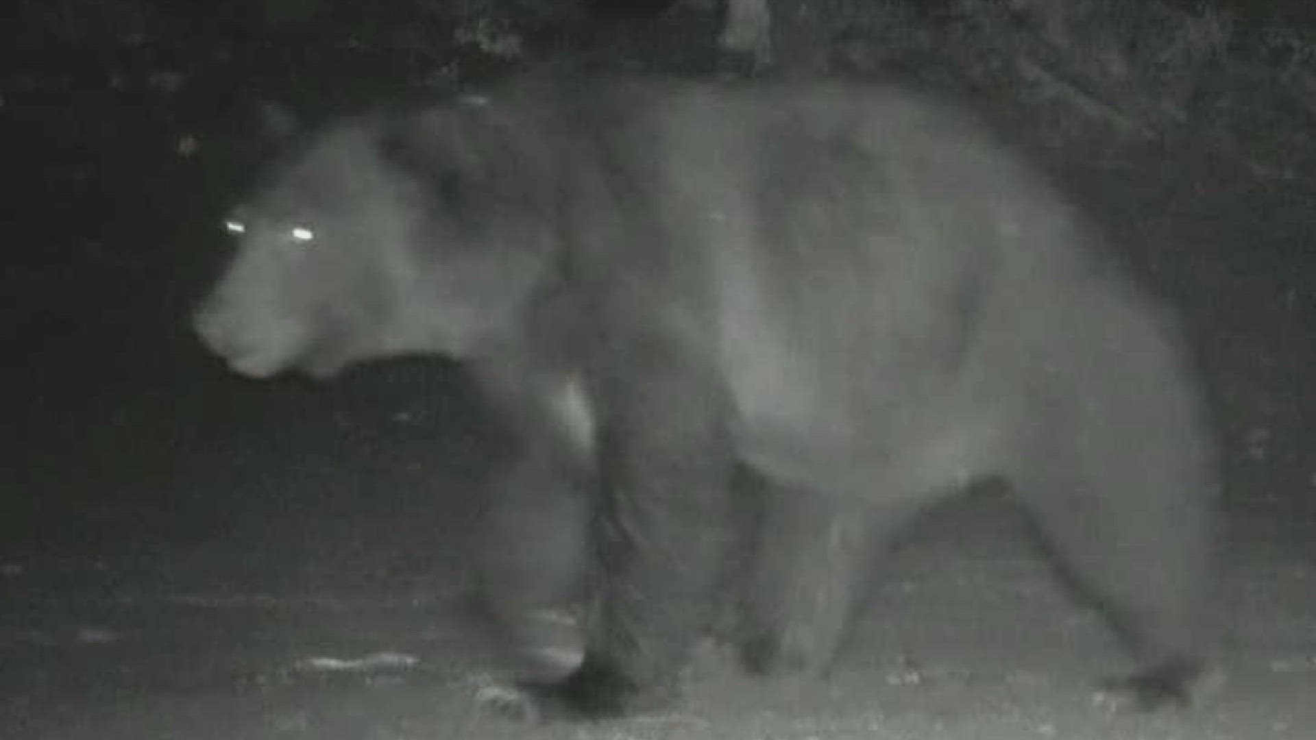 Alexandra and Luke Davis are used to wildlife in north Stevens County, but what they encountered when a grizzly bear tore through their property was different.