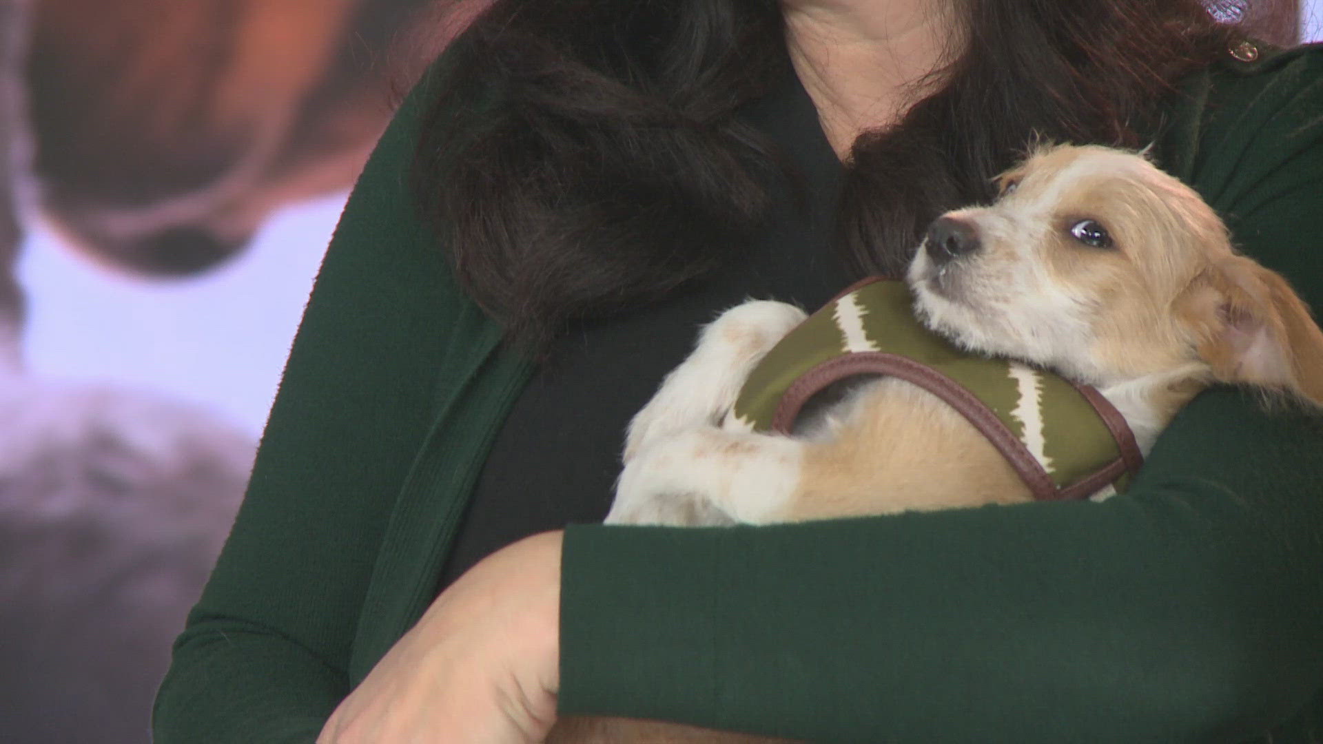 Simon is an adorable 2-month-old Terrier mix who loves kids and is the last of his siblings left at the shelter. He's a cuddly pup who will melt your heart!