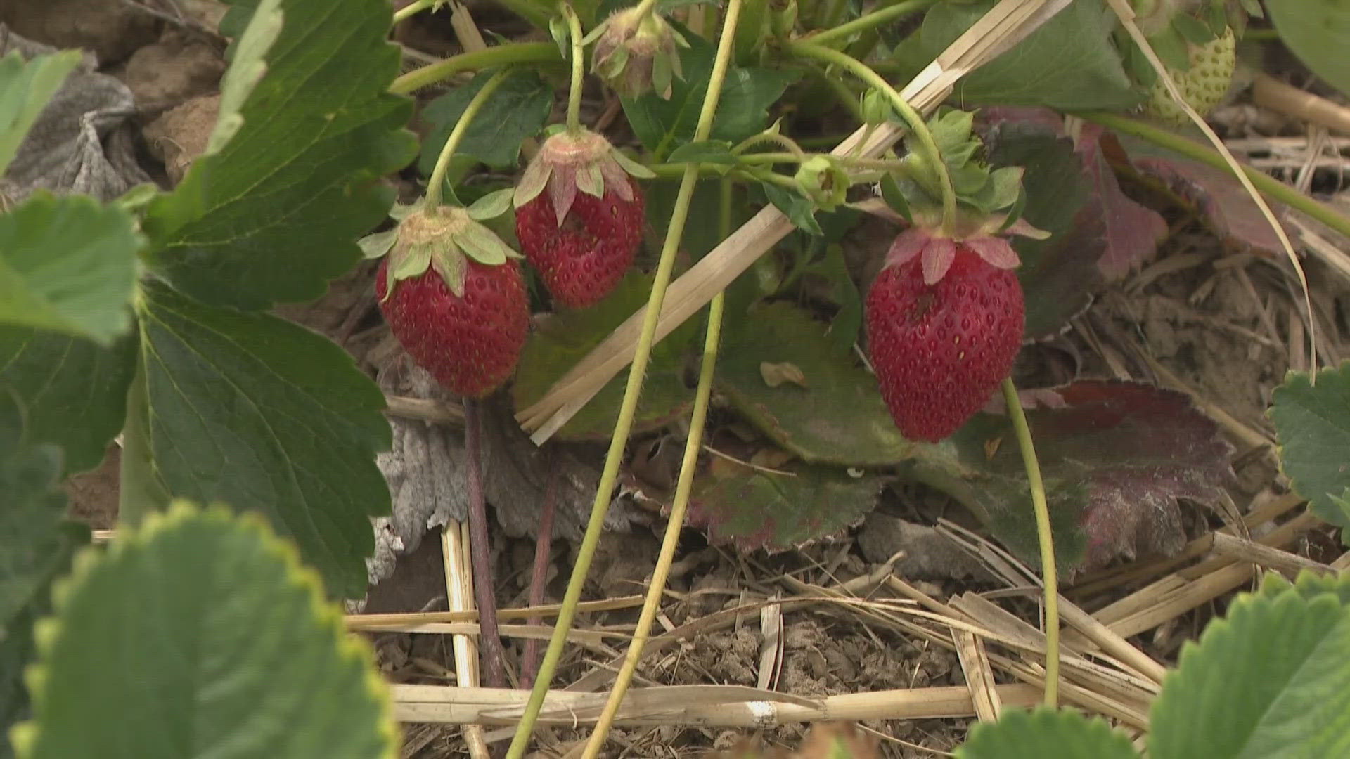 Starting two seasons early, strawberry season flourishes due to the warm weather