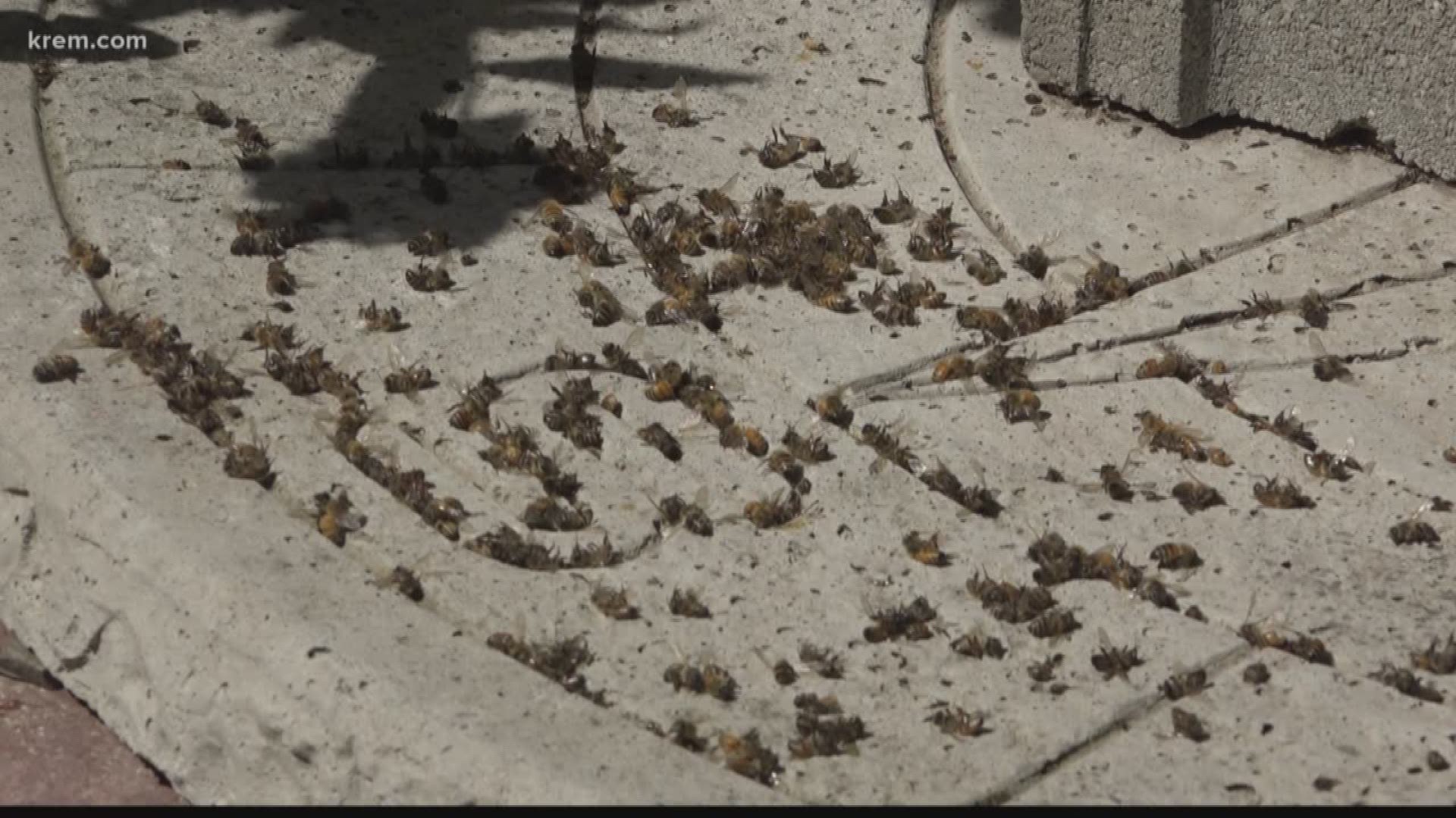 KREM's Tim Pham spoke with local beekeepers who are searching for answers after thousands of bees in the area died in the middle of summer.