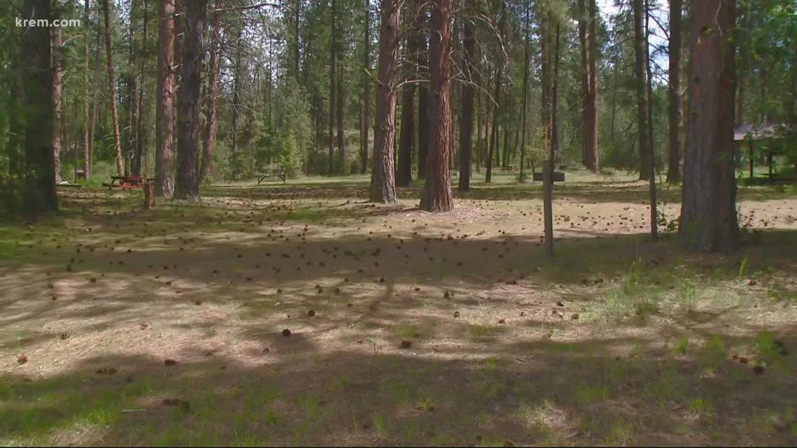 Stevens County camps emphasize safety following cougar attack - Vimarsana News