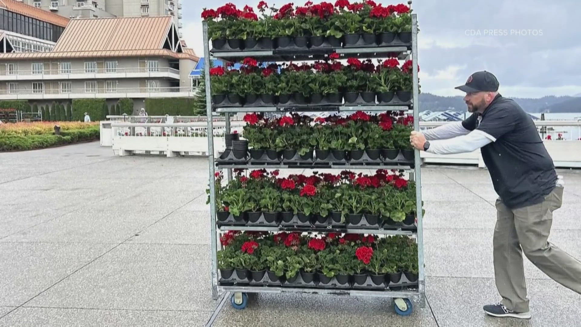 Wave Geranium Red wave of geraniums wash over Coeur d'Alene Resort Tuesday | krem.com