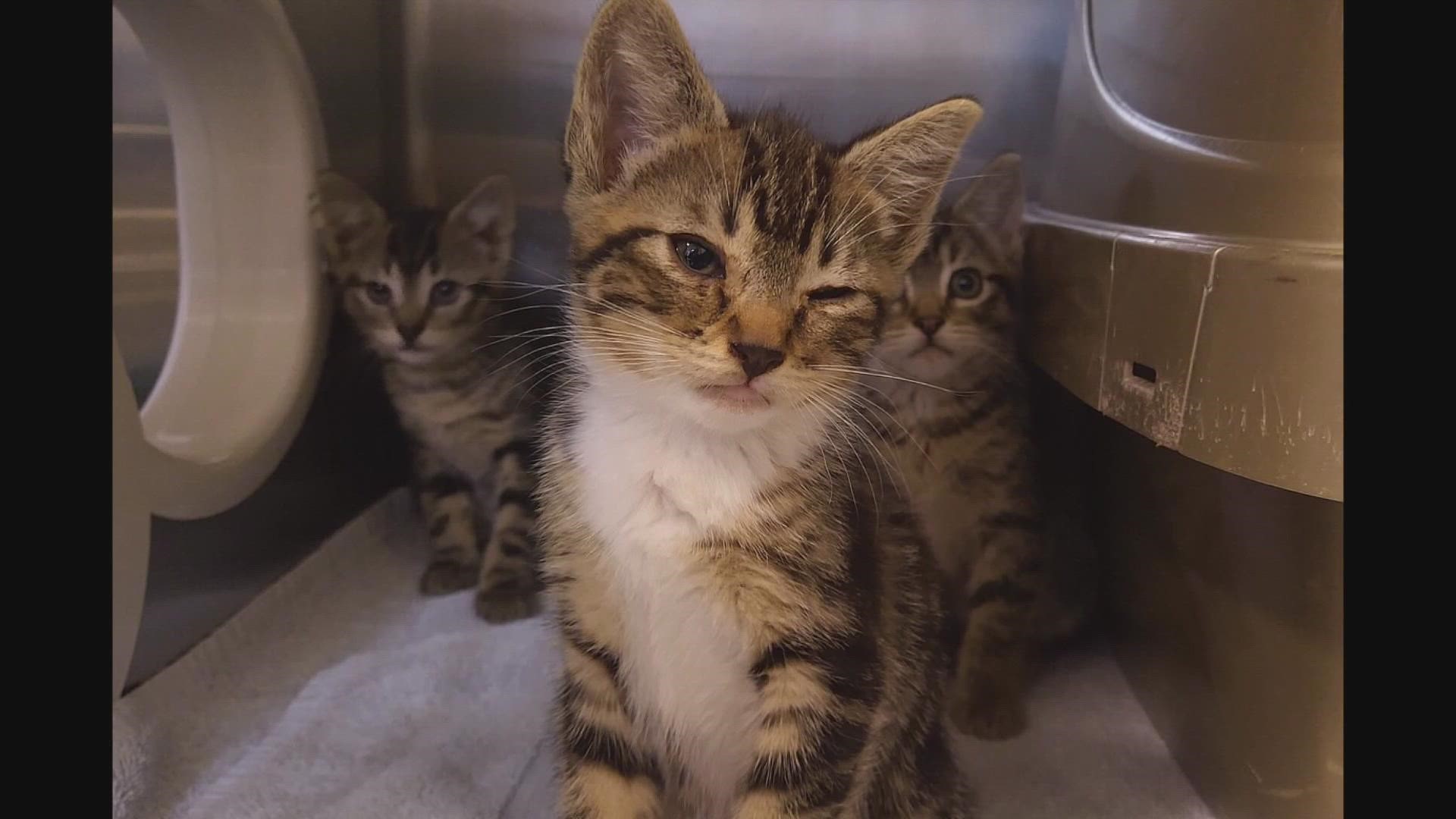 A pickup truck dumped a plastic container with four sick kittens inside into the parking lot of the shelter. The kittens are all under medical care at the shelter.