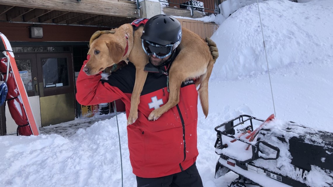 Colorado man who survived avalanche 'desperately' searching for pet dog who  went missing in slide